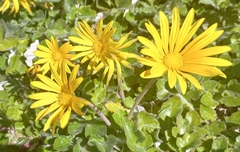 Arctotheca prostrata