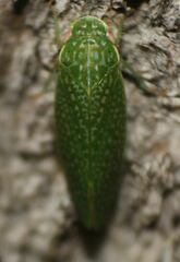 Rugosana querci