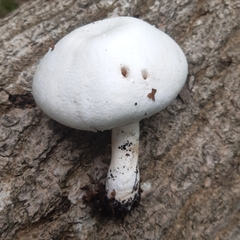 Agaricus xanthodermus