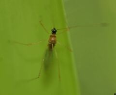 Gampsocoris decorus