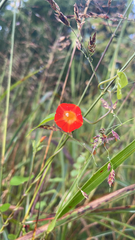 Ipomoea coccinea