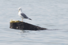 Larus fuscus