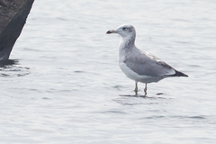 Ichthyaetus ichthyaetus