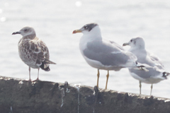 Ichthyaetus ichthyaetus