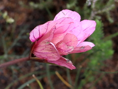 Monsonia speciosa