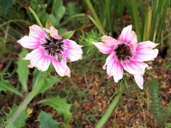 Monsonia speciosa