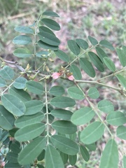 Indigofera tinctoria