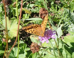 Argynnis