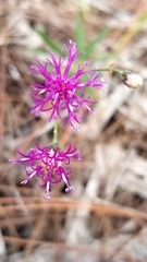 Vernonia blodgettii