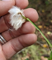 Eriophorum
