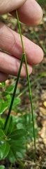 Eriophorum