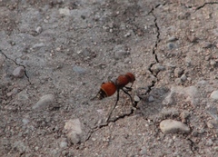 Dasymutilla texanella