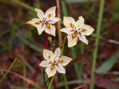 Moraea gawleri