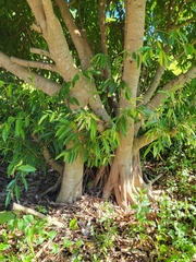 Ficus maclellandii