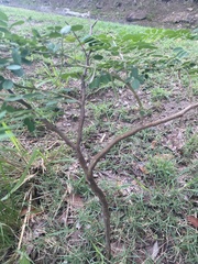Indigofera tinctoria