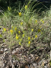 Cordylanthus wrightii