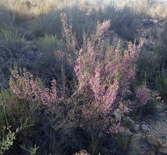 Erica melanthera