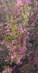 Erica melanthera