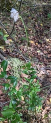 Eriophorum