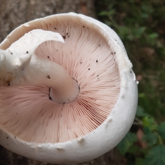 Agaricus xanthodermus