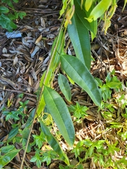 Ficus maclellandii