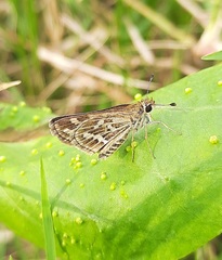 Taractrocera maevius