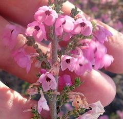 Erica melanthera