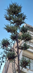 Agave angustifolia