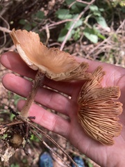 Cortinarius caperatus