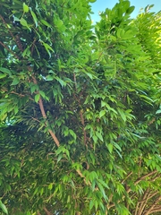 Ficus maclellandii