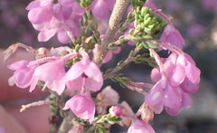 Erica melanthera
