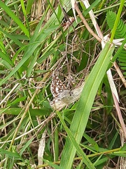 Spialia galba