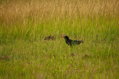 Pyrrhocorax pyrrhocorax
