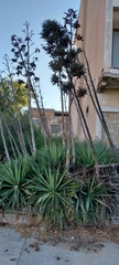 Agave angustifolia