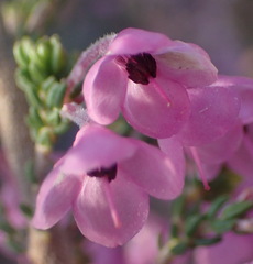 Erica melanthera