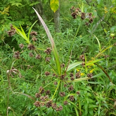 Scirpus atrovirens