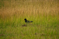 Pyrrhocorax pyrrhocorax