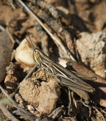 Euchorthippus chopardi