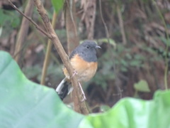 Copsychus malabaricus