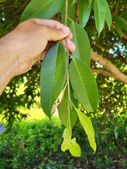 Ficus maclellandii