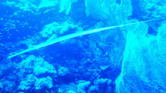 Fistularia commersonii