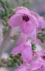 Erica melanthera