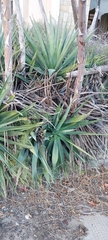 Agave angustifolia