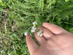 Achillea millefolium