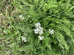 Achillea millefolium