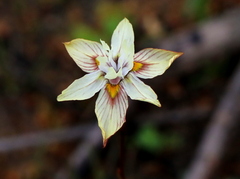 Moraea gawleri