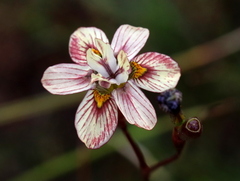 Moraea gawleri