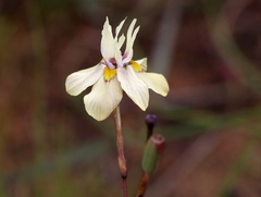 Moraea gawleri