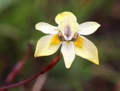 Moraea gawleri