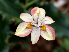 Moraea gawleri